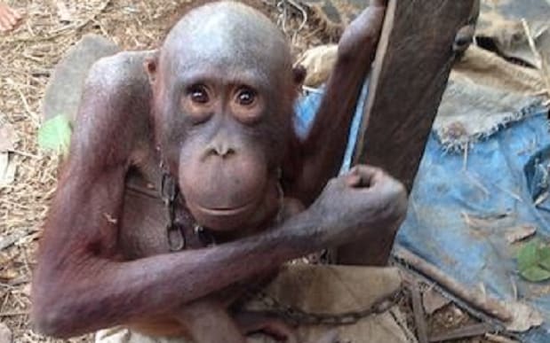 saddest-orangutan-trending-large_trans++pJliwavx4coWFCaEkEsb3kvxIt-lGGWCWqwLa_RXJU8.PNG