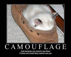 $funny_cat_pictures_003.jpg