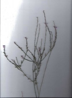 $herb, small purple flower fall bloomer.jpg