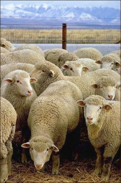 $Flock_of_sheep.jpg