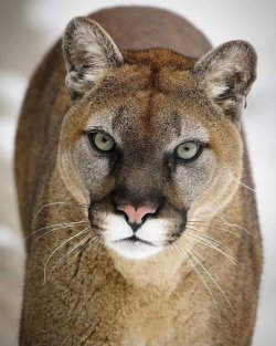 Cougar-Main-2.jpg