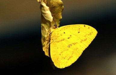 $WMBB Orange-barred Sulphur, Phoebisphilea, far southern states to rare sightings in Wisconsin..jpg