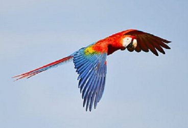 $Scarlet Macaw in flight showing both top and underneath wings.jpg