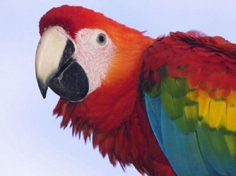 $Scarlet Macaw head detail.jpg