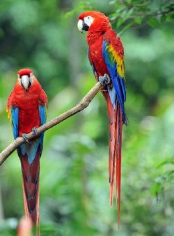 $Scarlet Macaw Pair Percheson.jpg