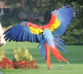 $Scarlet Macaw showing tail spread when flying from above.jpg