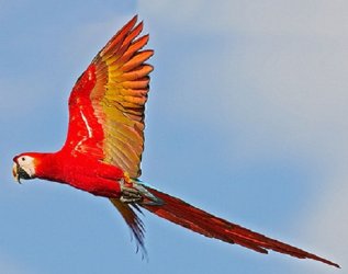 $Scarlet Macaw in sunlight from below.jpg