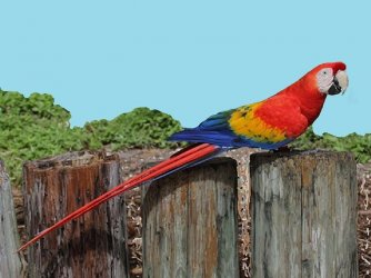 $Scarlet Macaw on Fence.jpg