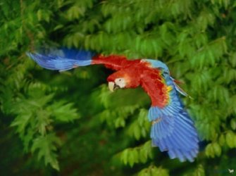 $Scarlet Macaw starting to fly upward from jungle.jpg