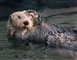 $exxon-valdez-oil-otter-lg.jpg