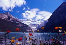 $Poppies at lake louise, canada.jpg