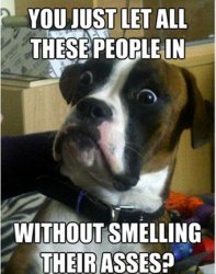 $funny-dogs7.jpg