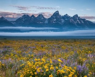 $Teton Flowers.jpg