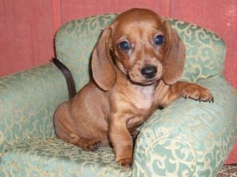 $akc-miniature-dachshund-puppies_23951390.jpg