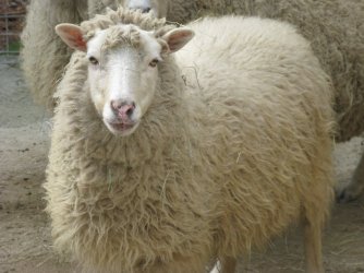 $sheep003.jpg