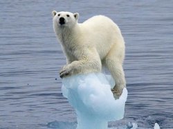 $polar-bear-clinging-onto-cracking ice.jpg