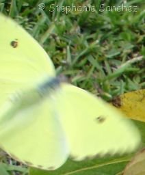 $Sulphur butterfly pale green with dot.jpg