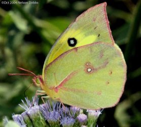 $! Southern Dogface, Zerene cesonia.jpg