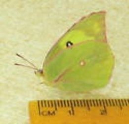 $! Southern Dogface8 Butterfly  Zerene cesonia AZ.jpg