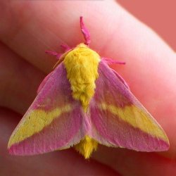 $$ Dryocampa Rosy Maple Moth.jpg