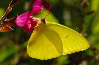 $Sulphur aka Cloudless sulfur butterfly.jpg