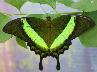 $Green-Banded Swallowtail, Papilio palinurus.jpg