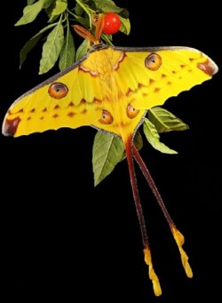 $Argema mittrei, Comet Moth3.jpg