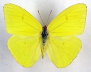 $! Cloudless Giant Sulphur.jpg