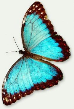 $Blue Morpho butterfly, Morpho menelaus.jpg