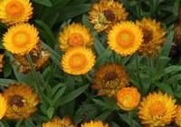 $Strawflowers7.jpg