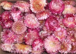 $strawflowers1.jpg