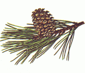 $! A Pine branch 4.gif