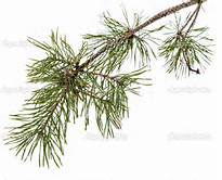 $! A Pine branch 1.jpg