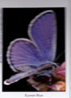 $Karner Blue Butterfly1.2.jpg