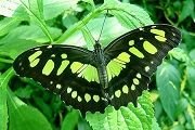 $Philaethria dido Green butterflyA.jpg