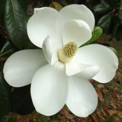 $magnolia3.JPG