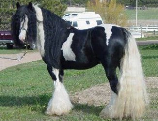 $GypsyVanner.jpg