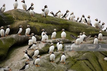 01.09.2019 Puffin Colony.jpg