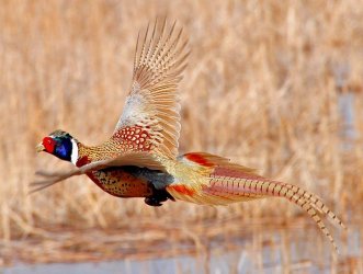 01.08.1019 Ring-necked Pheasant flying Lacreek National Wildlife Refuge.jpg