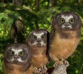 01.19.2019Northerm Saw-whet Owl, Aegolius acadicus2.jpg