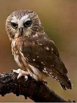 01.19.2019 Northerm Saw-whet Owl, Aegolius acadicus1.jpg