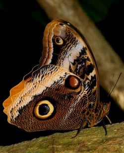Owl Butterfly2 Caligo memnon.jpg