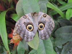 Owl Moth or Butterfly,.jpg