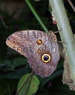 Owl Butterfly Caligo memnon.jpg