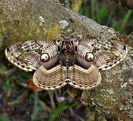 Owl moth brahmaea_japonica1.jpg