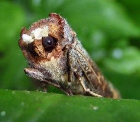 Owl Moth of Thailand.jpg