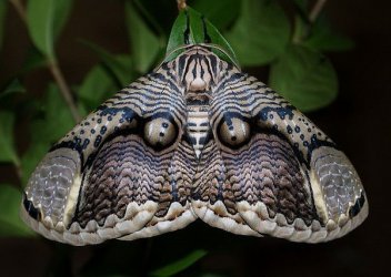 Owl moth brahmaea japonica3.jpg