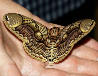 Owl Moth4 Brahmaea_hearseyi_wiki.jpg