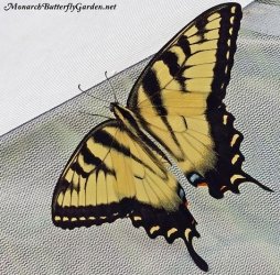 01.22.2019 Tiger Swallowtail3.jpg