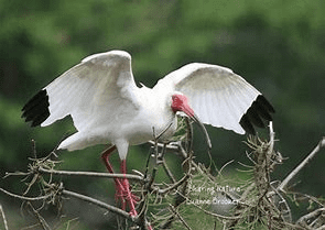 01.22.2019 White Ibis3, Eudocimus albus.png